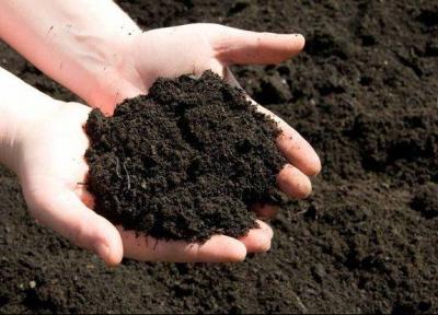 کود بیولوژیک ایرانی مزارع کاکائوی آفریقا را نجات داد