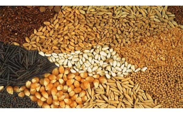 ارز 4200 تومانی گندم و نهاده های دامی برای دی تخصیص یافته است ارز 4200 تومانی گندم و نهاده های دامی برای دی تخصیص یافته است
