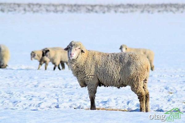 چه عواملی بر قیمت دام و گوسفند زنده تاثیرگذار است؟