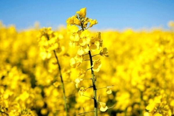 اختصاص 3 هزار و 650 هکتار از اراضی کشاورزی به کشت دانه های روغنی