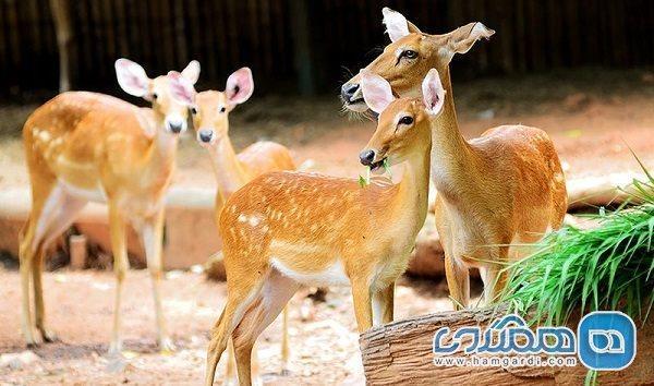 باغ وحش دوزیت یکی از جاهای دیدنی بانکوک به شمار می رود باغ وحش دوزیت یکی از جاهای دیدنی بانکوک به شمار می رود